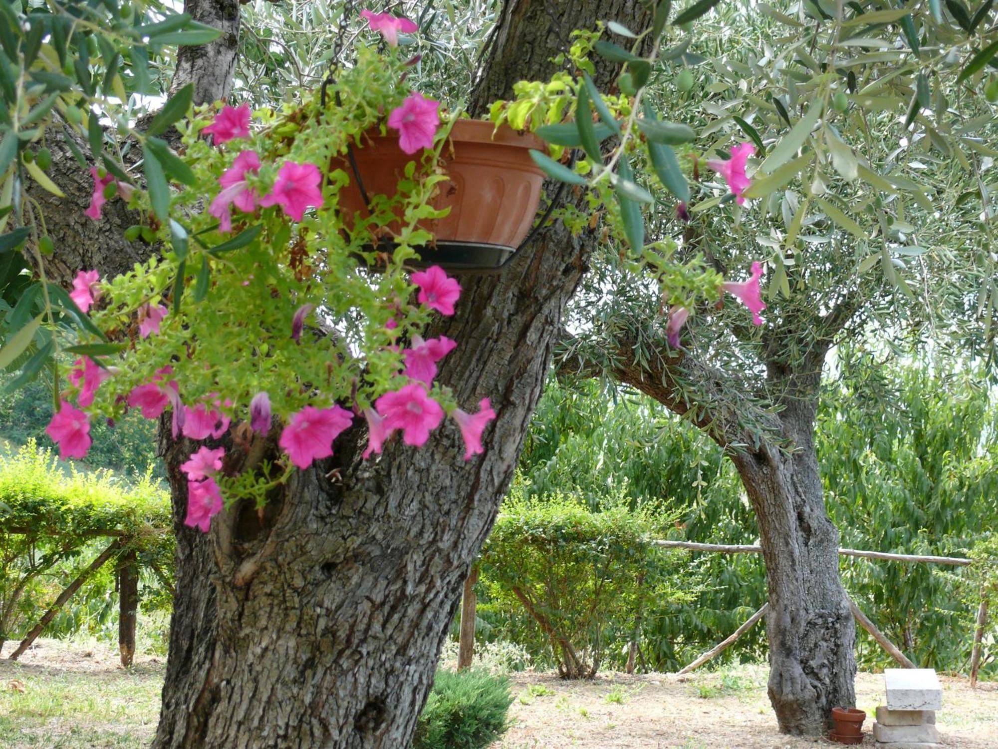 Bed&Breakfast Giardino Agritourist Controguerra Экстерьер фото